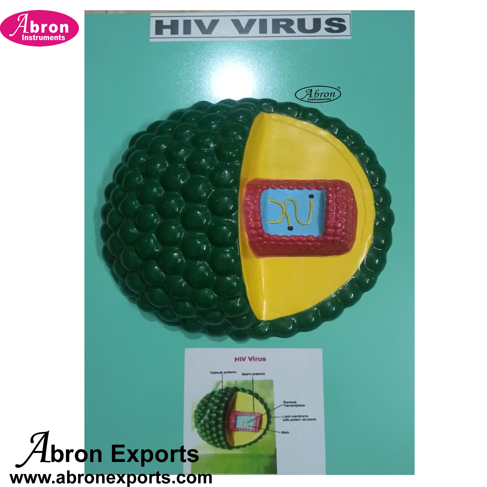 Medical College Community Human Virus HIV Labelled on Base Big Size Abron ABM-3551VH 